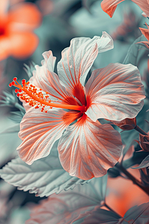 木槿花植物花朵摄影图