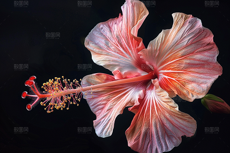 木槿花夏天清新摄影图