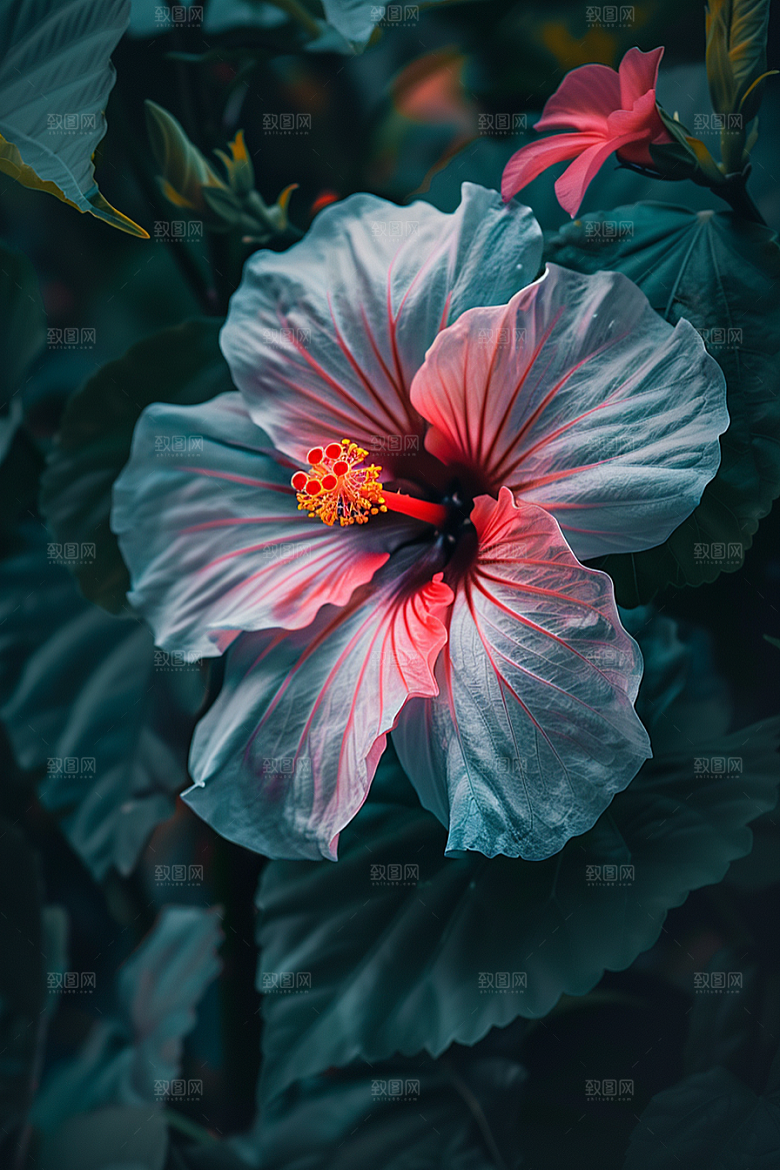 木槿花木棉花卉摄影图