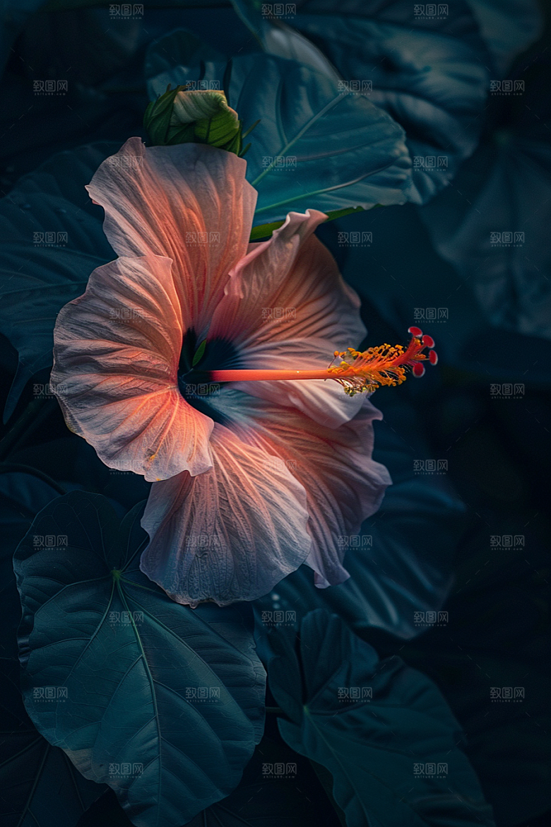 木槿花木棉自然摄影图