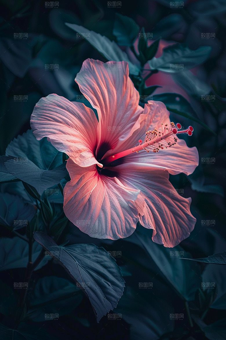 木槿花高清植物摄影图