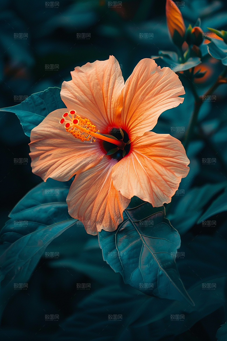 木槿花夏季木棉摄影图