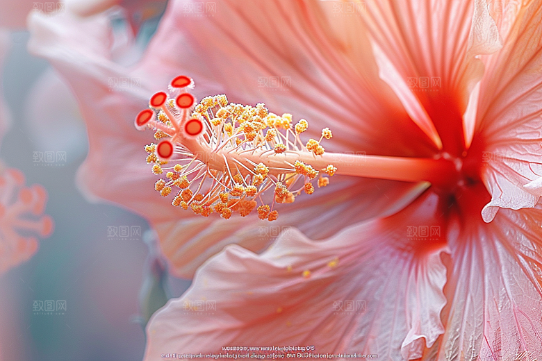 木槿花木棉花朵摄影图