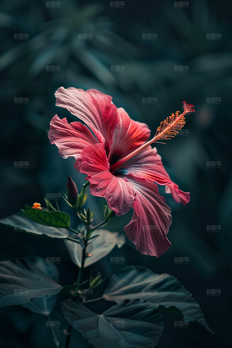 木槿花清新花卉摄影图
