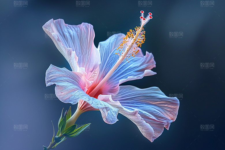 木槿花夏季唯美摄影图