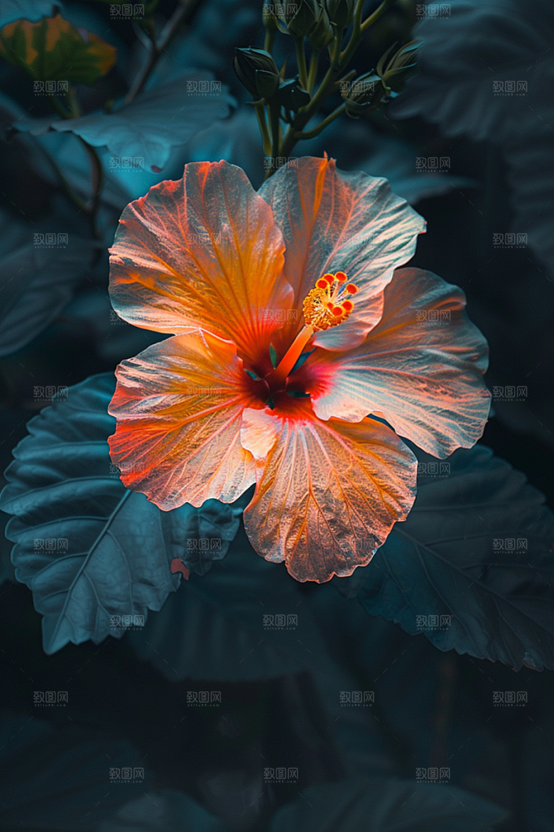 木槿花木棉花朵摄影图