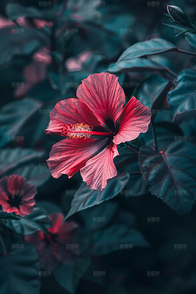 木槿花高清花卉摄影图