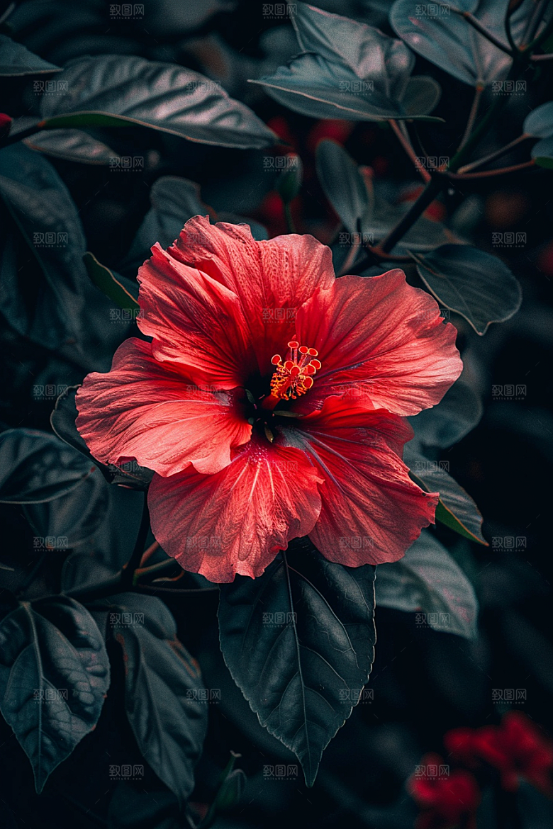 木槿花自然清新摄影图