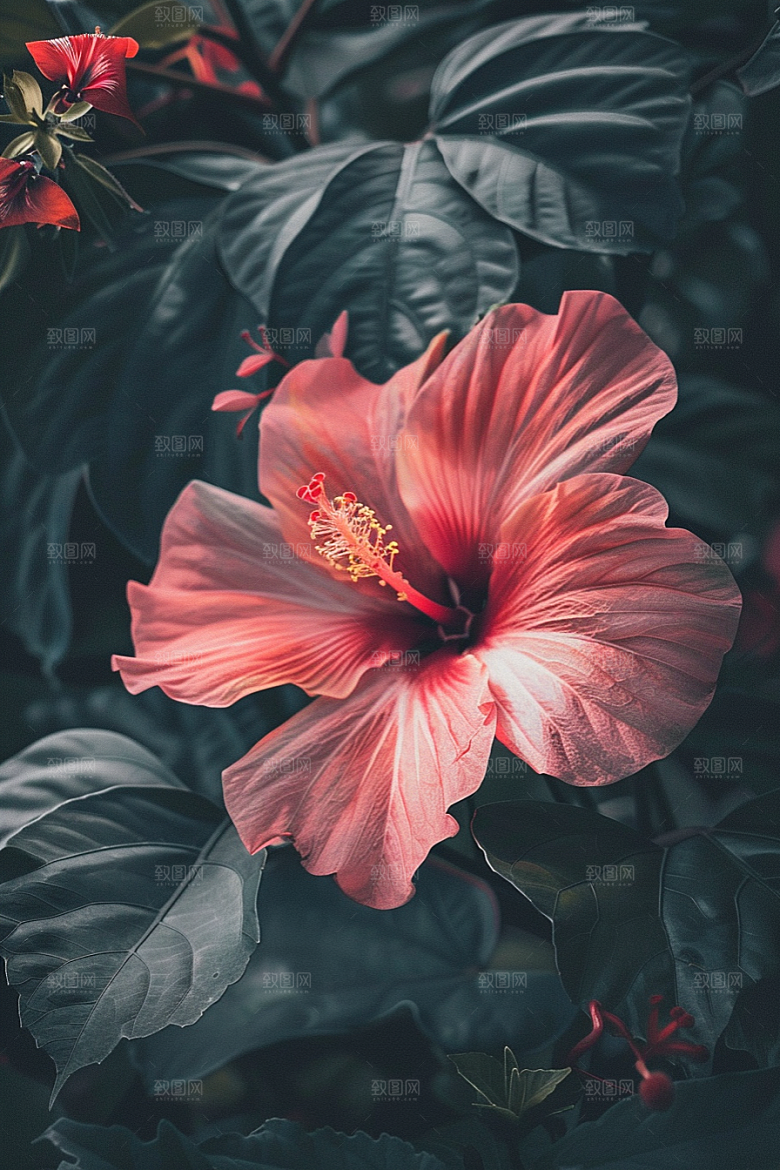木槿花自然清新摄影图