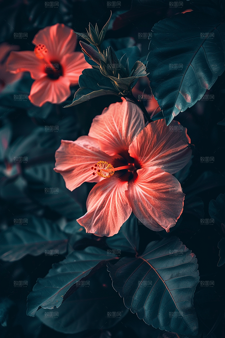 木槿花花朵植物摄影图