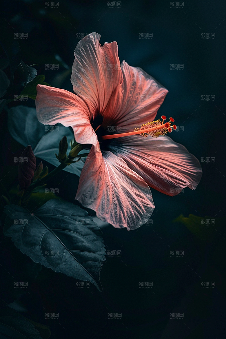 木槿花高清自然摄影图