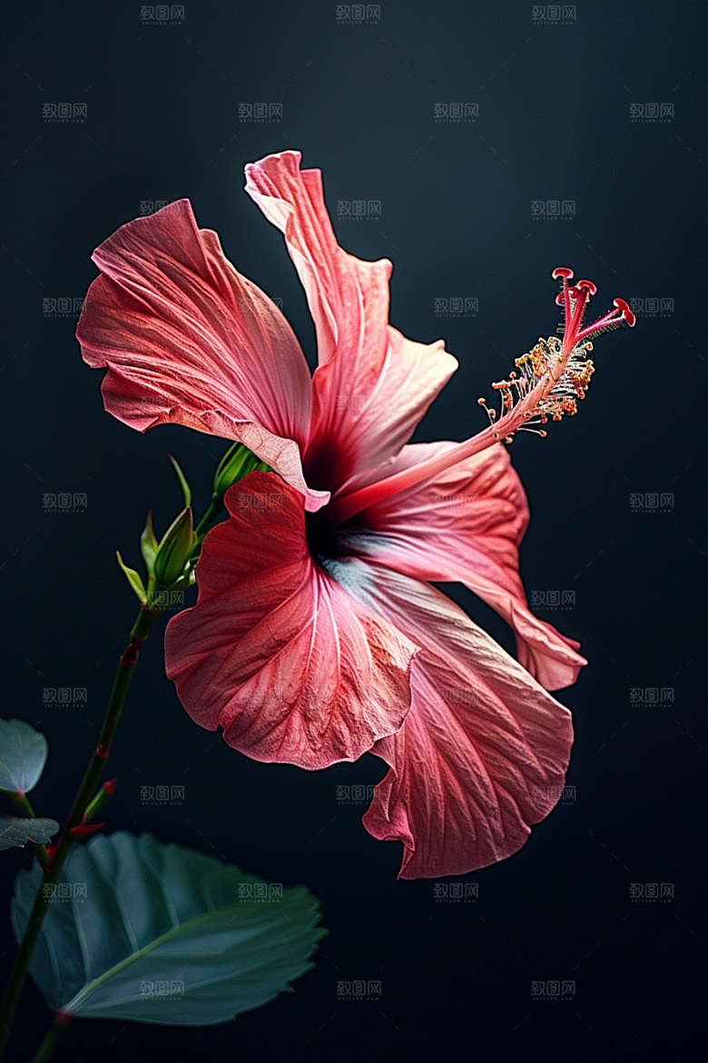 木槿花木棉自然摄影图