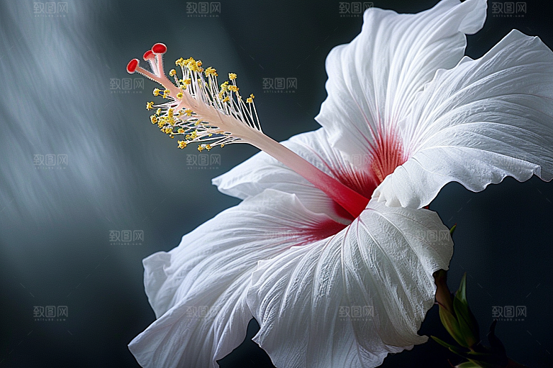 木槿花清新唯美摄影图