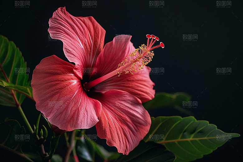木槿花彩色高清摄影图