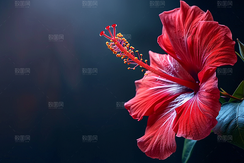 木槿花自然夏天摄影图