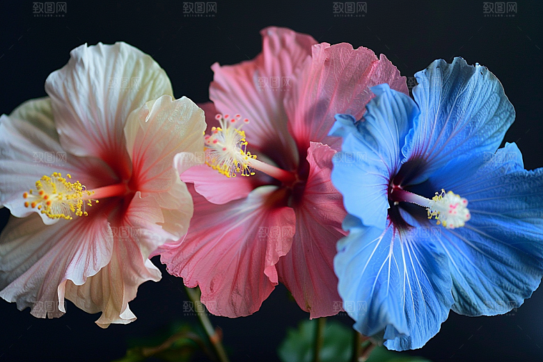 木槿花自然彩色摄影图