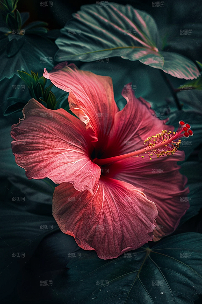 木槿花自然花卉摄影图