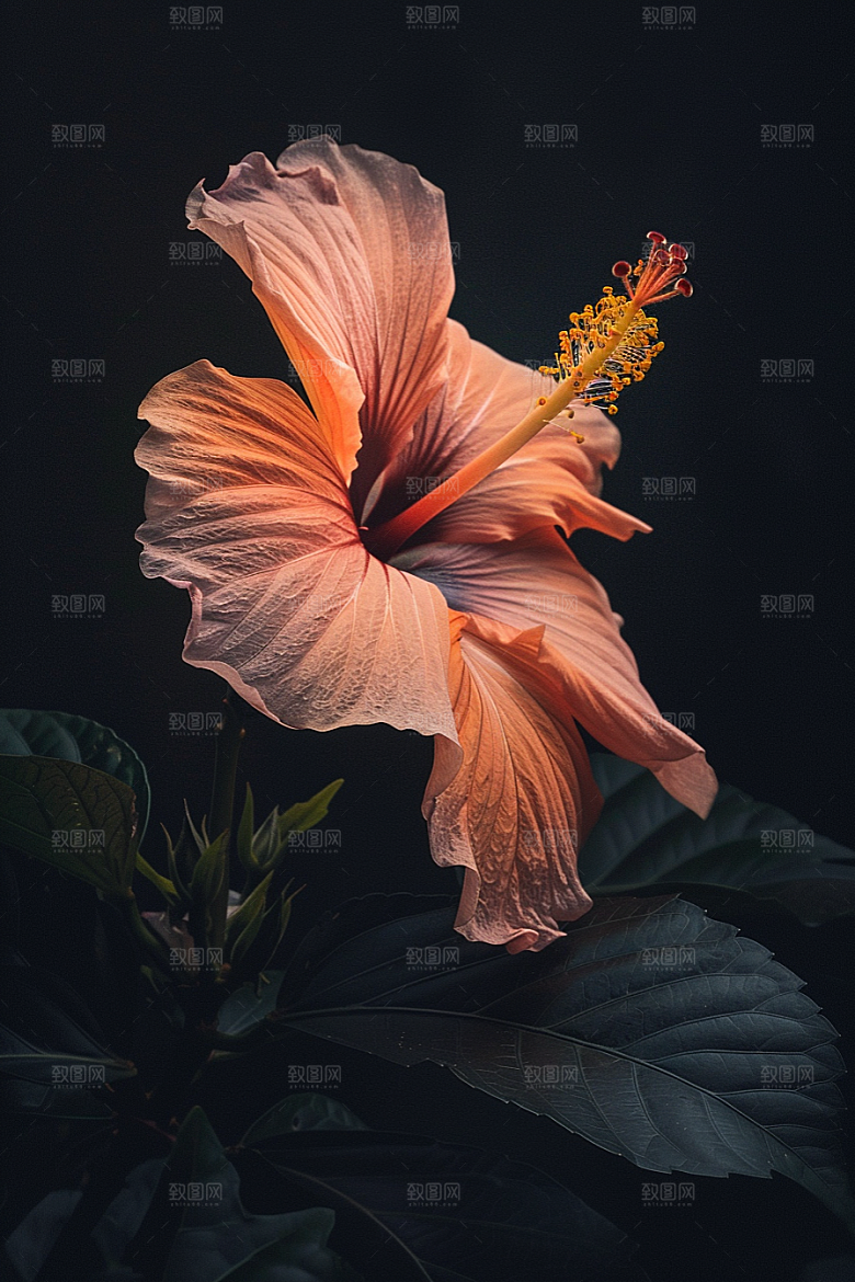木槿花唯美花卉摄影图