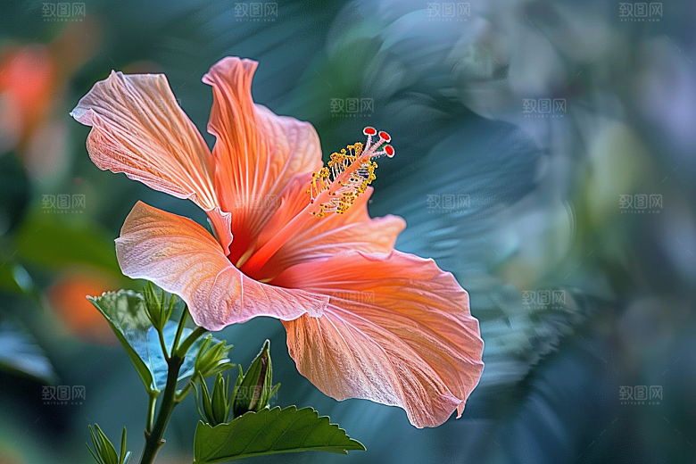 木槿花彩色花朵摄影图