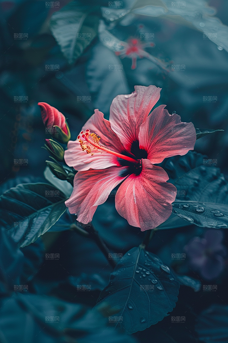 木槿花夏天唯美摄影图