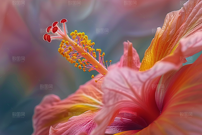 木槿花清新夏季摄影图