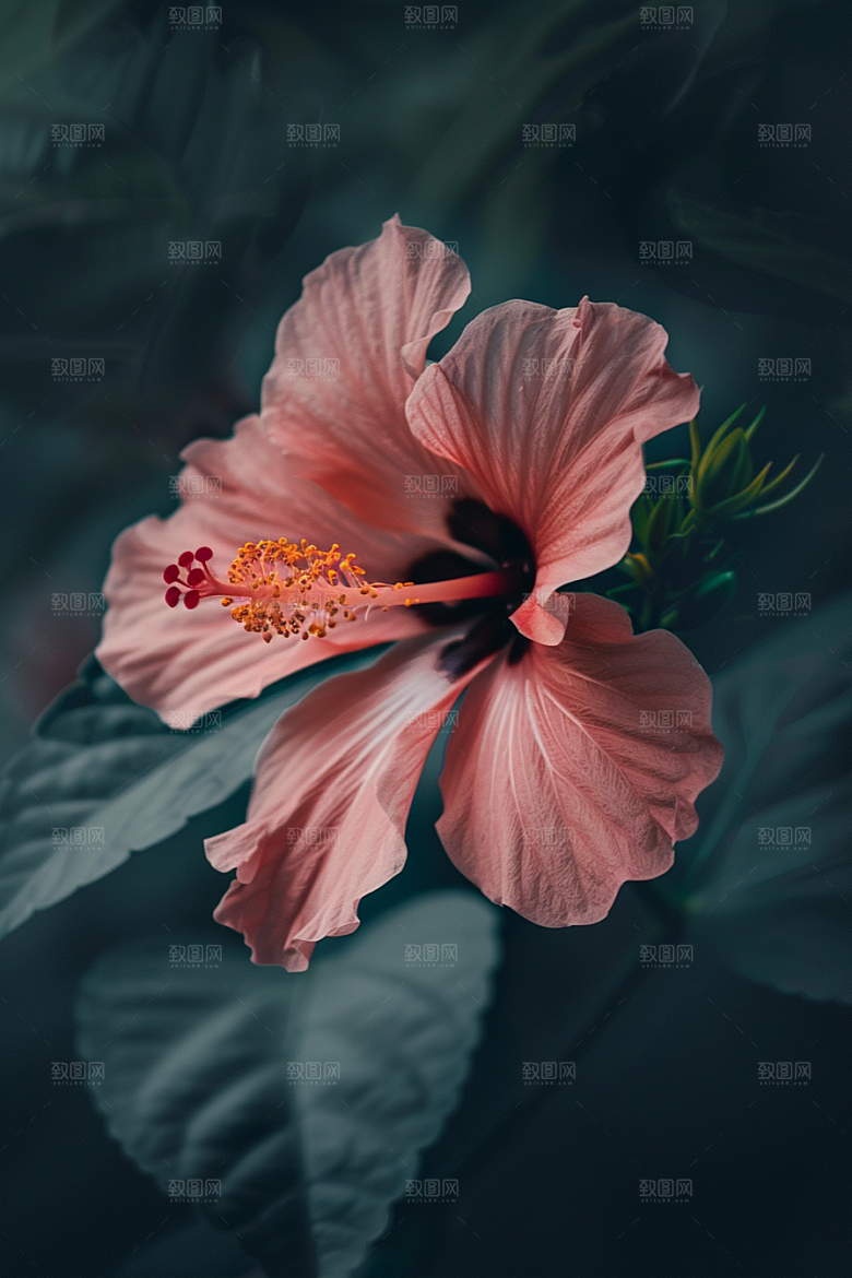 木槿花唯美高清摄影图
