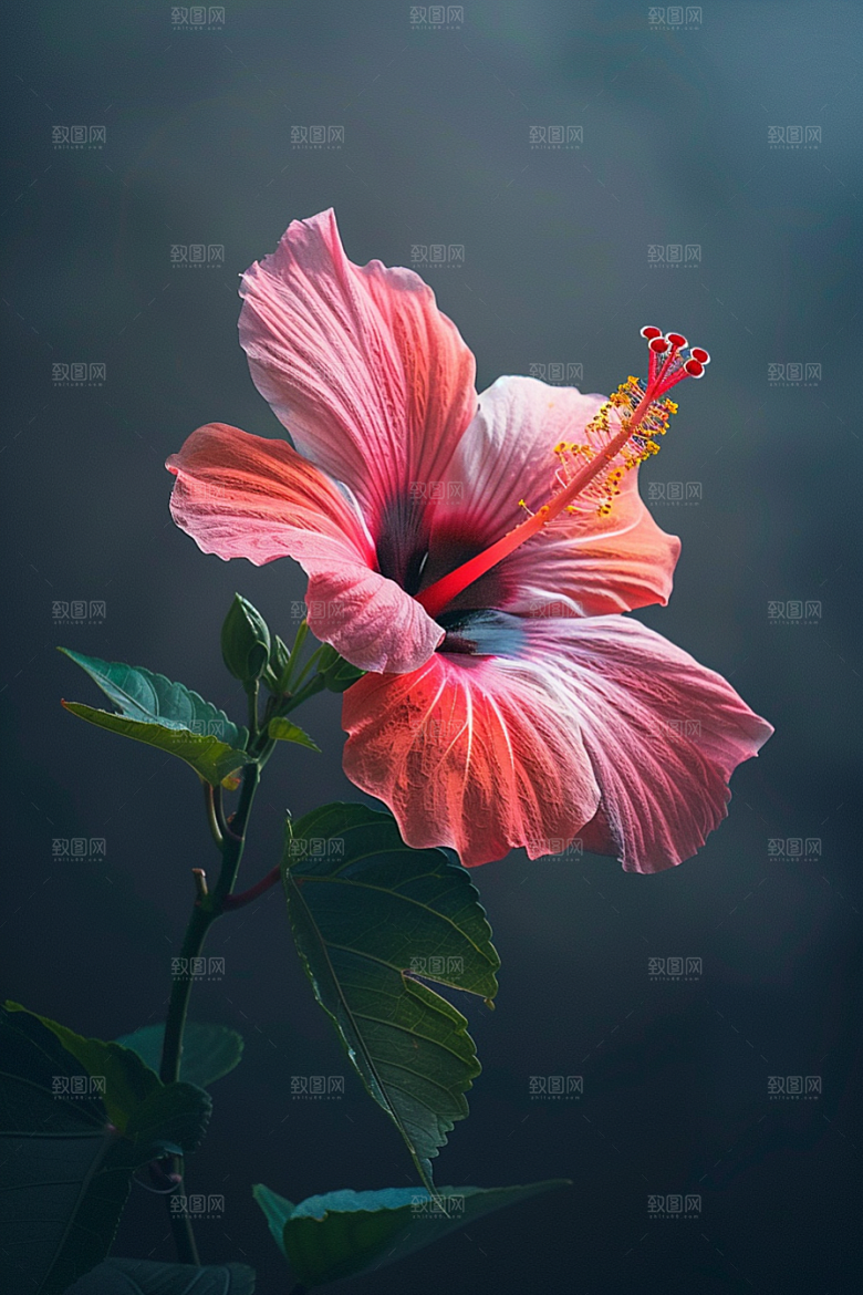 木槿花自然花朵摄影图