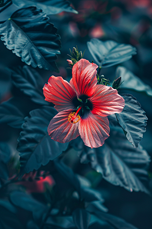 木槿花夏季花朵摄影图
