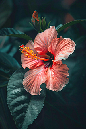 木槿花木棉高清摄影图