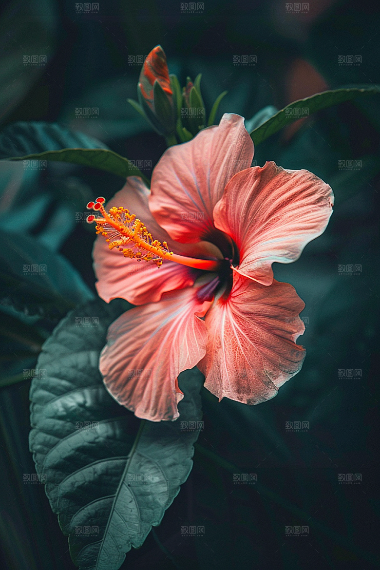 木槿花木棉高清摄影图