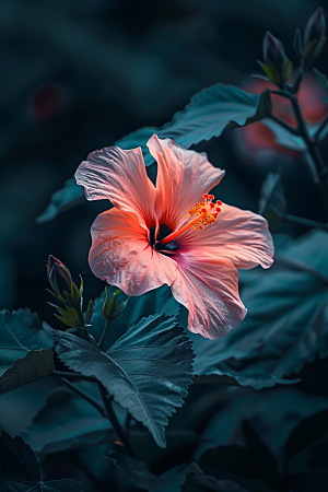 木槿花自然夏天摄影图