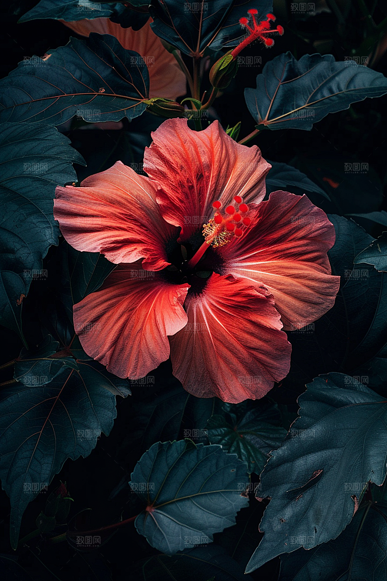 木槿花花朵植物摄影图
