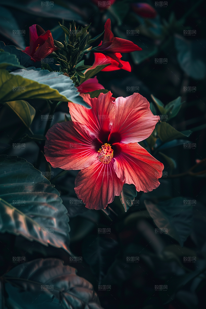 木槿花夏季清新摄影图