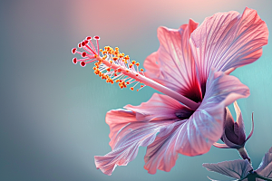 木槿花夏季高清摄影图