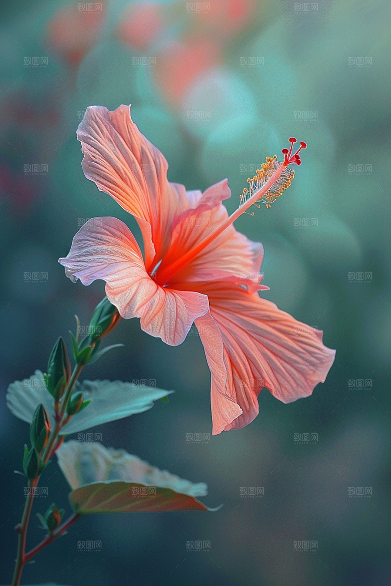 木槿花自然夏天摄影图