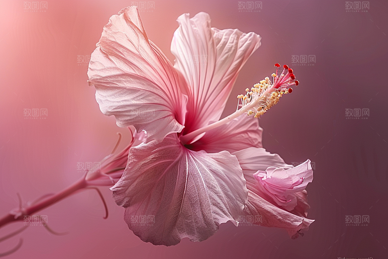木槿花夏天唯美摄影图