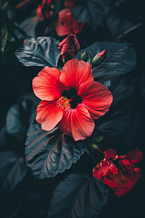 木槿花彩色高清摄影图