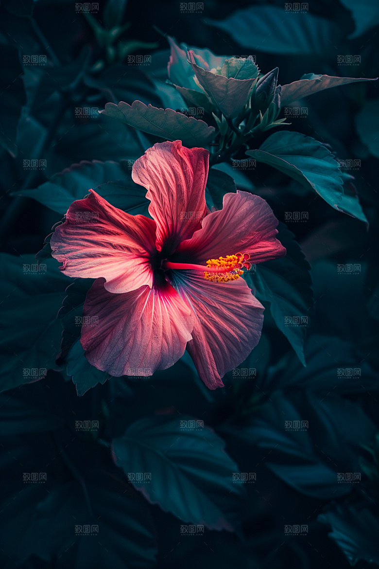 木槿花清新植物摄影图