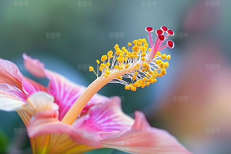 木槿花木棉高清摄影图
