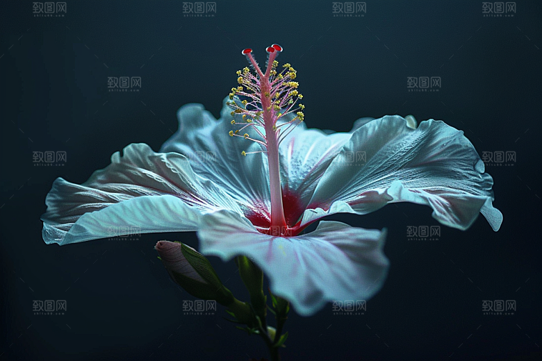 木槿花夏天自然摄影图