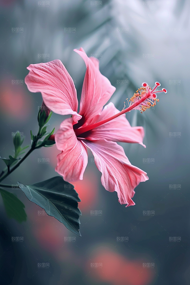 木槿花唯美彩色摄影图