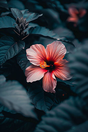木槿花自然清新摄影图
