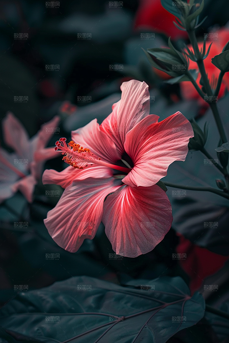 木槿花高清夏季摄影图