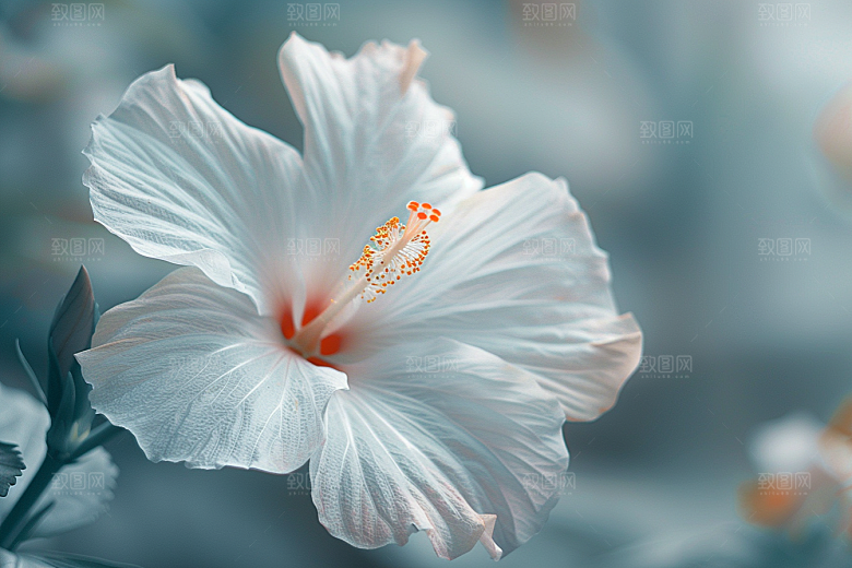 木槿花自然夏季摄影图