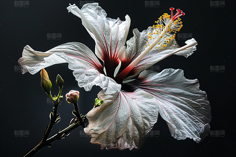 木槿花夏季木棉摄影图