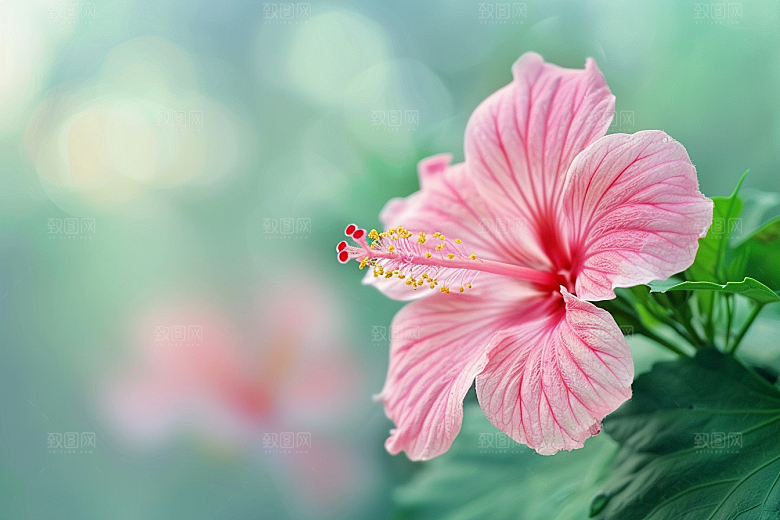 木槿花清新自然摄影图