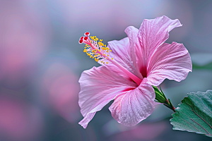 木槿花彩色清新摄影图