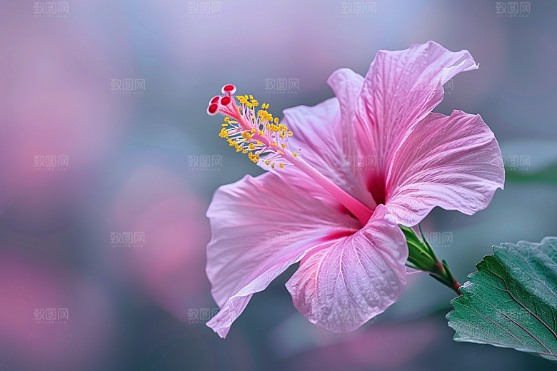 木槿花彩色清新摄影图