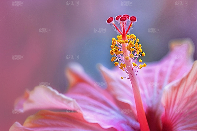 木槿花花朵花卉摄影图