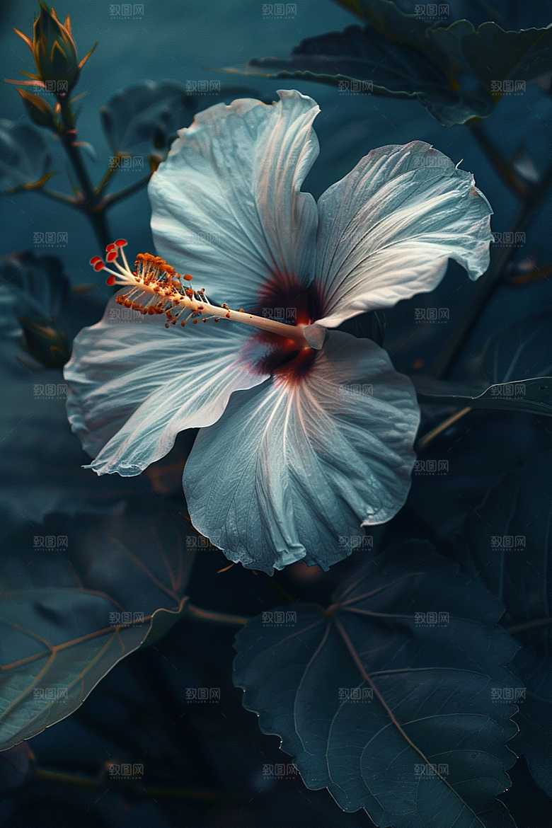 木槿花夏天夏季摄影图